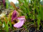 : - Utricularia unifolia