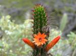 : - Cleistocactus sepium