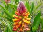 : - Elleanthus aureus