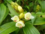 : - Elleanthus petrogeiton