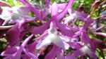 : - Epidendrum porphyreum