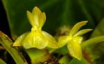 : - Epidendrum scharfii