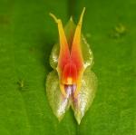 : - Lepanthes urotepala