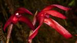 : - Maxillaria calantha