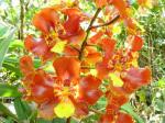 : - Otoglossum axinopterum