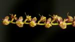 : - Pleurothallis parviflora