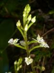 : - Ponthieva disema