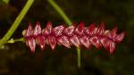: - Stelis allenii