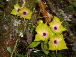 : - Telipogon andicola