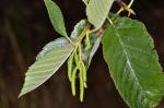 : - Alnus rhombifolia