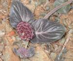 : - Asclepias solanoana