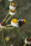 Papierknöpfchen - Ammobium alatum