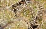 : - Navarretia leucocephala