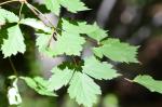 Kahler Ahorn - Acer glabrum