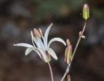 : - Chlorogalum angustifolium