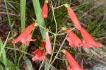 : - Penstemon barbatus subsp. torreyi