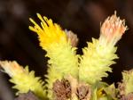 : - Hazardia squarrosa