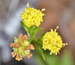 : - Sanicula tuberosa