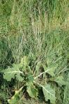 : - Brassica oleracea var. oleracea
