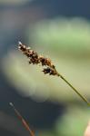 Schwarzschopf-Segge - Carex appropinquata