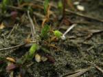 Viermänniges Hornkraut - Cerastium diffusum