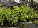 Gedrehtfrüchtiges Glockenhutmoos - Encalypta streptocarpa