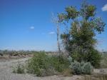 : - Populus angustifolia