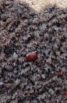 : - Osmundea pinnatifida