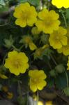 Gewöhnliches Frühlings-Fingerkraut - Potentilla tabernaemontani