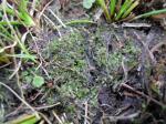 Buchtiges Riccardimoos - Riccardia chamedryfolia