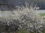 Amerikanische Wildpflaume - Prunus americana