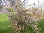 Japanische Mandelkirsche - Prunus tomentosa