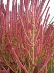 : - Salicornia rubra