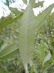 : - Salix lemmonii