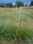 Schwingelschilf - Scolochloa festucacea