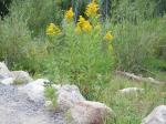 Kanadische Goldrute - Solidago canadensis