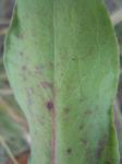 Steife Goldrute - Solidago rigida