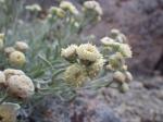 : - Sphaeromeria cana