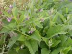Echter Beinwell - Symphytum officinale