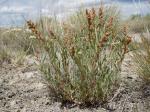 : - Atriplex falcata