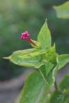 Wunderblume-Mirabilis jalapa