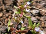 : - Collinsia parviflora