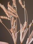 : - Cyperus schweinitzii