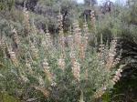 :-Lupinus sericeus