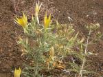 Glattstängelige Mentzelie - Mentzelia laevicaulis