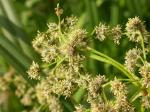 : - Scirpus microcarpus