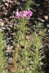 Rosmarin-Weidenröschen-Epilobium dodonaei