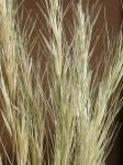 : - Aristida adscensionis