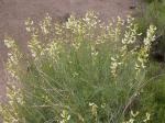 : - Astragalus filipes