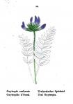Uralensischer Spitzkiel - Oxytropis uralensis